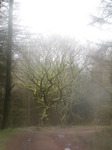 SX13221 Trees through misty lens.jpg